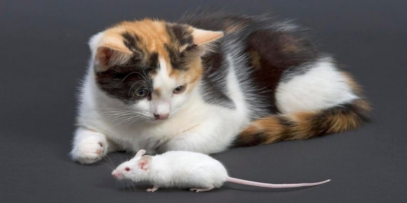 Giấc mơ mèo đang vờn chuột chứng tỏ tình cảm không ổn định