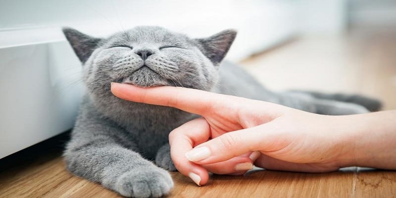 Ngủ mơ thấy mèo nhắc nhở bạn nên cố gắng hơn trong công việc