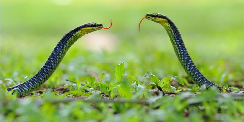 Giải mã tình huống nằm mơ thấy rắn là điềm gì khi có 2 con